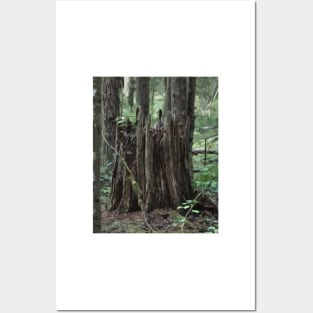 Stump In The Forest Posters and Art